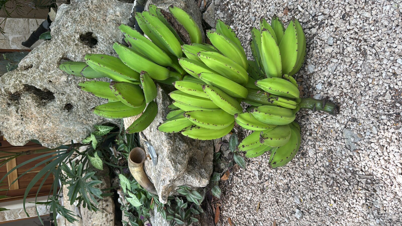 Garden bananas